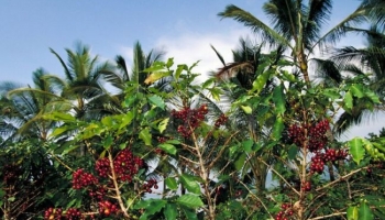 Tipuri de cafea cultivate la nivel industrial